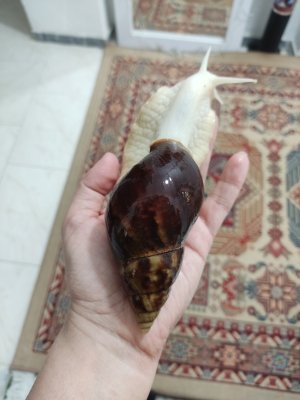 فروش حلزون اچاتینا و البینو..فروش عمده خاویار حلزون