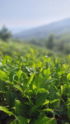 چای بهاره اعلا