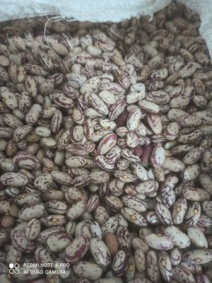 لوبیا چیتی