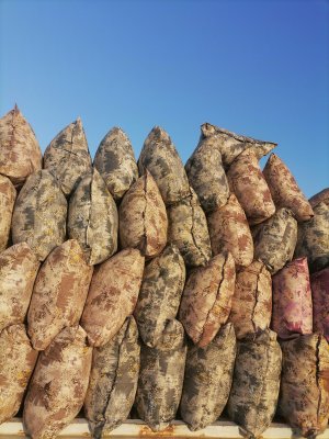 بالشت تک وعمده