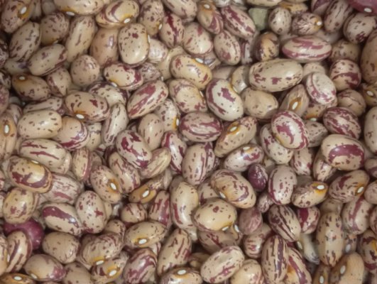 لوبیا چیتی درجه به قیمت مناسب