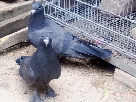 جوجه پر مغز دار آماده پرش